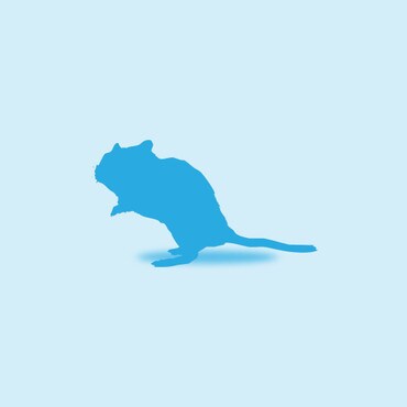 Illustration of a Gerbil
